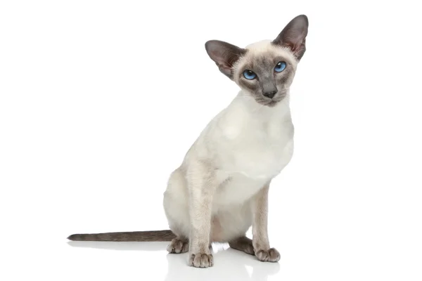 Oriental azul-ponto siamês gato retrato — Fotografia de Stock