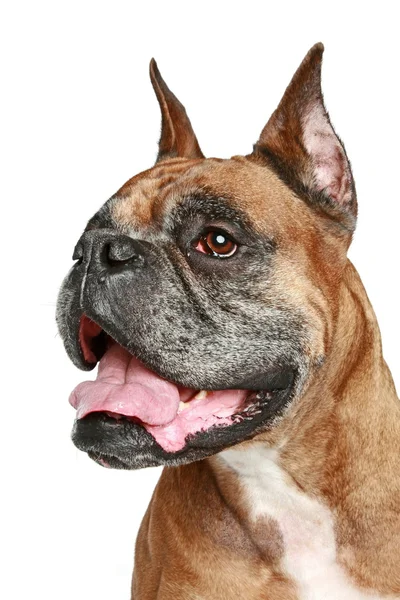 Oude boxer hond. portret op witte achtergrond — Stockfoto