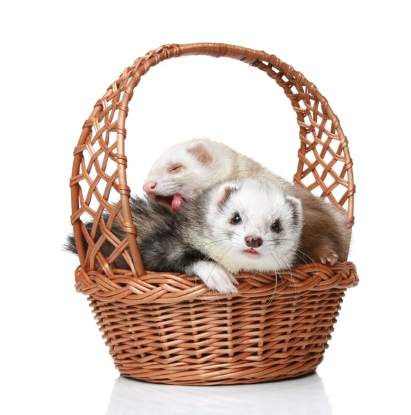 Ferrets lying in basket — Stock Photo, Image