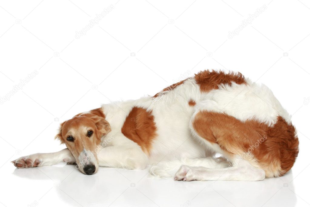Russian Borzoi puppy (5 months) lying. Side view