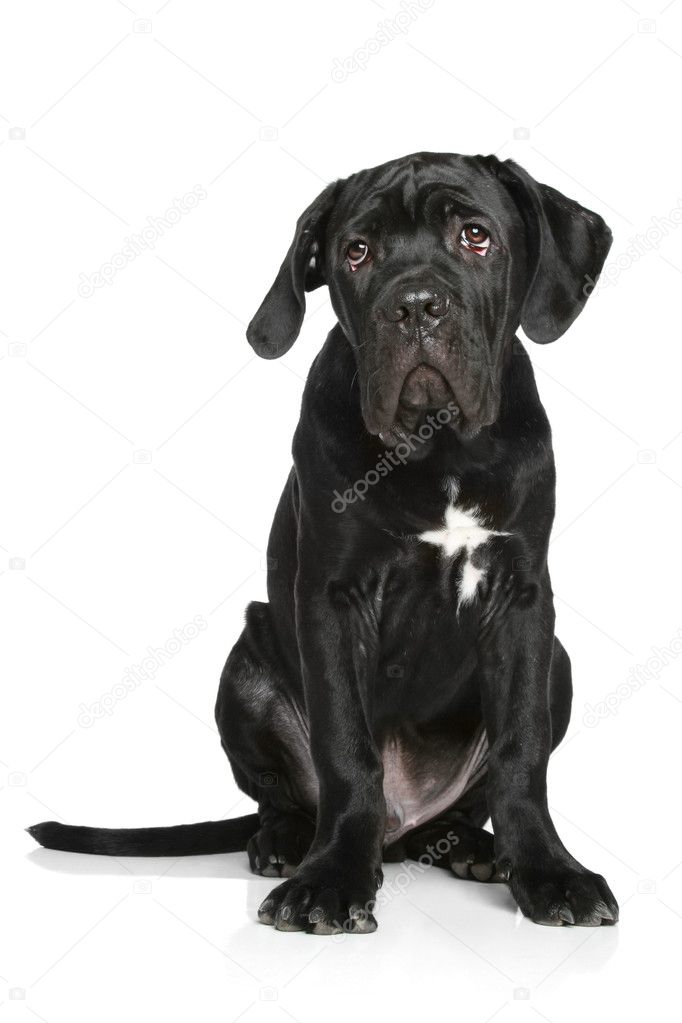 Cane corso puppy sits on a white background