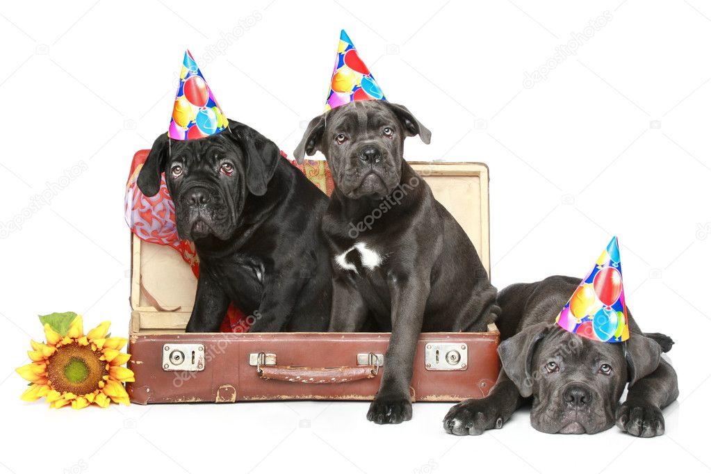 Three Cane corso puppies in party cone