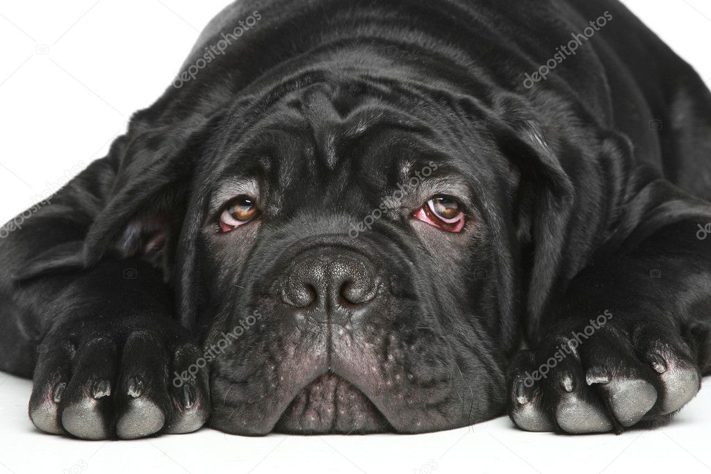 Cane corso dog puppy Close-up portrait