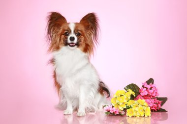 Papillon köpek pembe bir arka plan üzerinde