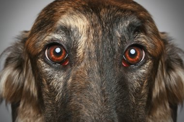 Russian Borzoi dog. Head profile close-up portrait clipart