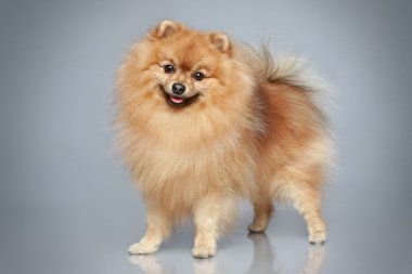 German Spitz dog clipart