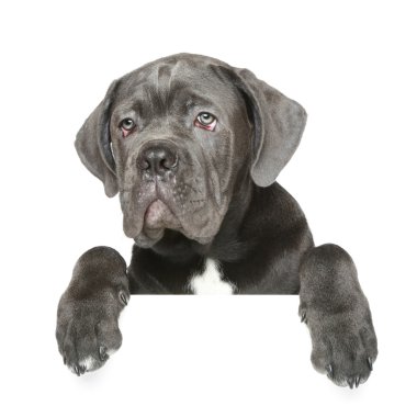 Cane Corso puppy gets out of the box