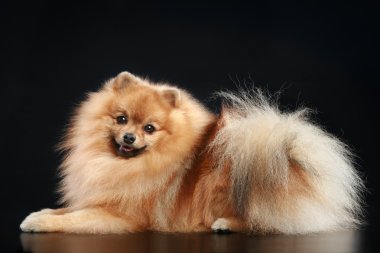 Alman spitz köpek