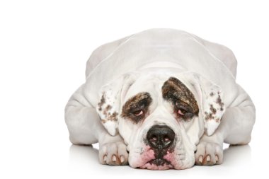 American Bulldog clipart