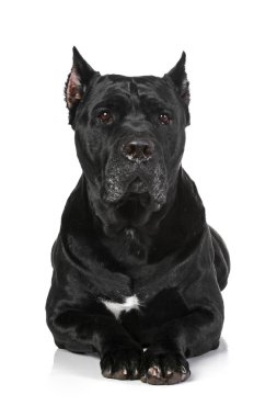 Cane Corso dog clipart