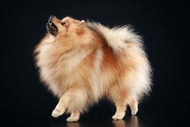 Alman spitz köpek