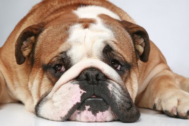 İngilizce bulldog gri arka plan üzerinde yalan