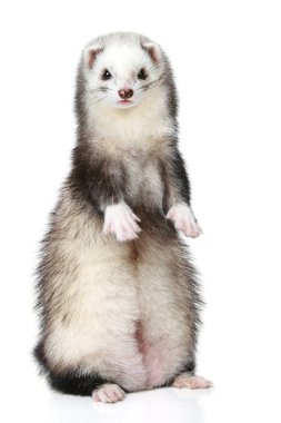 Polecat stands on a white background clipart