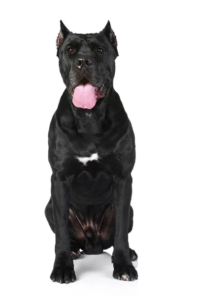 Cane Corso retrato do cão — Fotografia de Stock