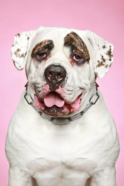 Amerikaanse bulldog. portret op een roze achtergrond — Stockfoto