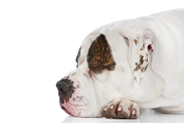 American Bulldog dormindo (vista lateral ) — Fotografia de Stock