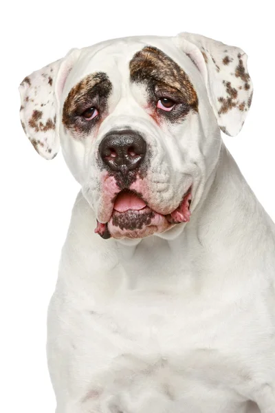 American Bulldog. Retrato sobre um fundo branco — Fotografia de Stock