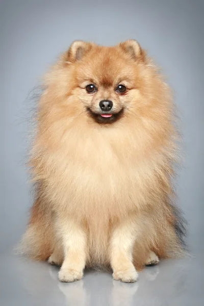 Stock image German Spitz dog