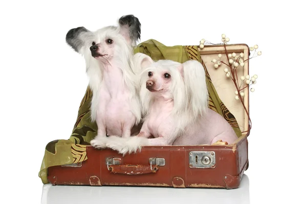 Dois cães chineses Crested senta-se em mala velha — Fotografia de Stock