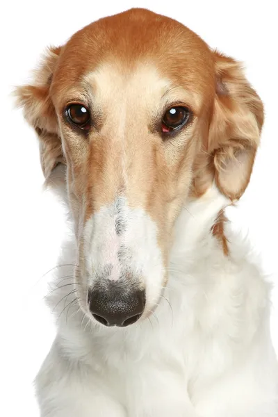 Orosz borzoi kutya. központi profil közeli portré — Stock Fotó