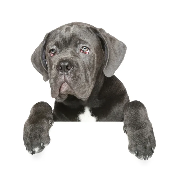 Cane Corso puppy gets out of the box — Stok fotoğraf