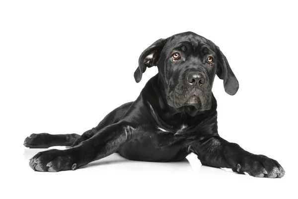 Cachorrinho de cão de cana corso — Fotografia de Stock