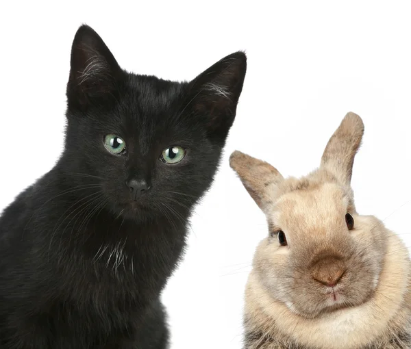 Pisică neagră şi iepure. Portret de aproape — Fotografie, imagine de stoc
