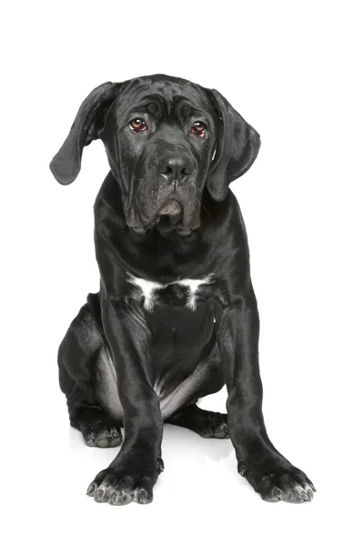 Cane corso pup zit op een witte achtergrond — Stockfoto