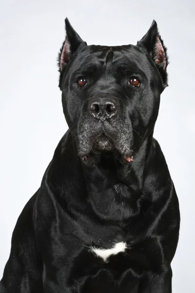 Portret psa Cane corso — Zdjęcie stockowe