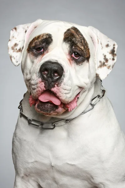 Amerikaanse bulldog. portret op een grijze achtergrond — Stockfoto