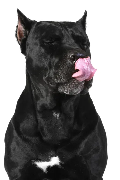 Cane Corso perro lamido — Foto de Stock