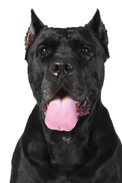 Cane Corso dog portrait — Stock Photo, Image
