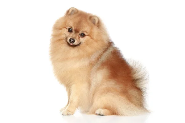 Cão spitz da Pomerânia — Fotografia de Stock