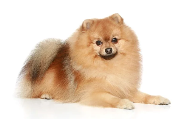 Cão spitz da Pomerânia — Fotografia de Stock