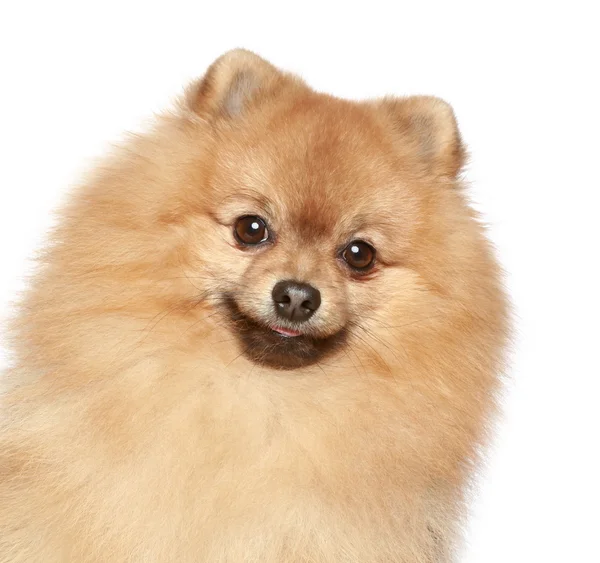 Špic Pomeranian psa. Detailní portrét — Stock fotografie