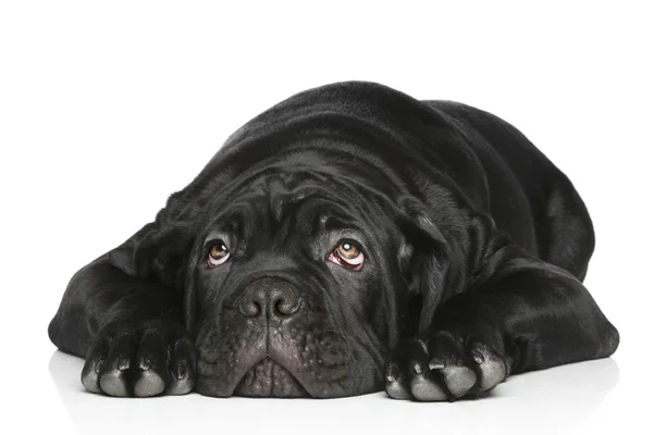 Cachorrinho de cão de cana corso deitado em um branco — Fotografia de Stock
