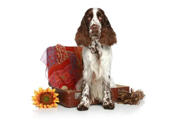 Springer Spaniel with old suitcase — Stock Photo, Image