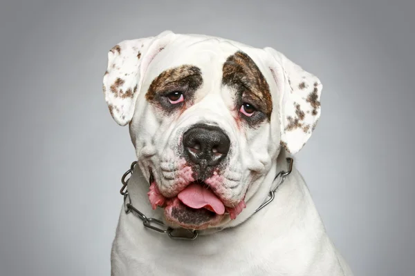 American Bulldog. Retrato sobre fondo gris — Foto de Stock