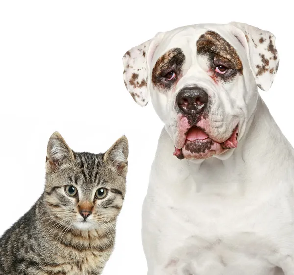 Кошеня і міцна собака — стокове фото