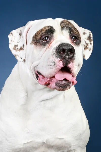 American Bulldog. Retrato sobre um fundo azul escuro — Fotografia de Stock