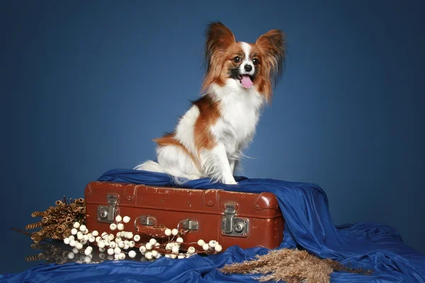 Папийонская собака сидит на винтажном коричневом чемодане — стоковое фото