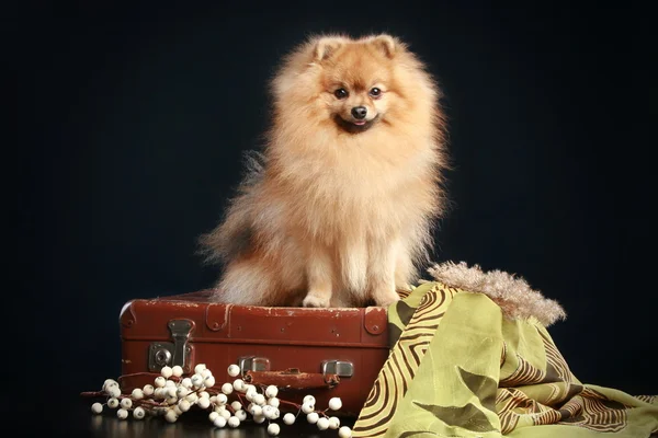 Немецкая собака Шпиц сидит на винтажном чемодане — стоковое фото