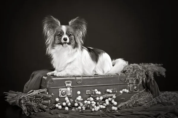 Papillon hond liggend op een koffer — Stockfoto