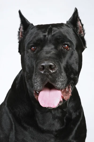 Portret psa Cane corso — Zdjęcie stockowe