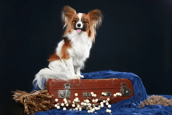 ビンテージ茶色スーツケースに座っているパピヨン犬 — ストック写真