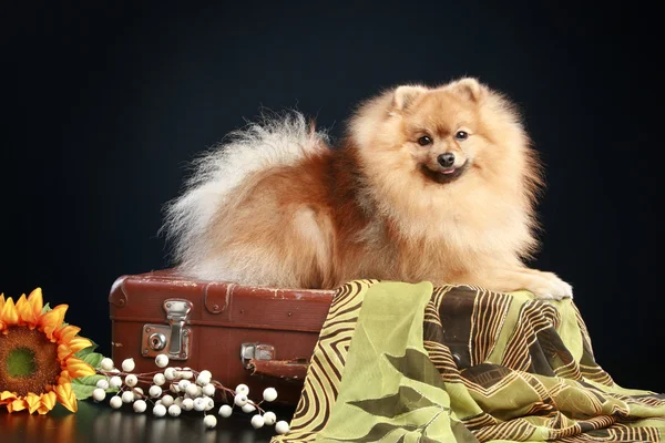 Spitz alemán perro — Foto de Stock