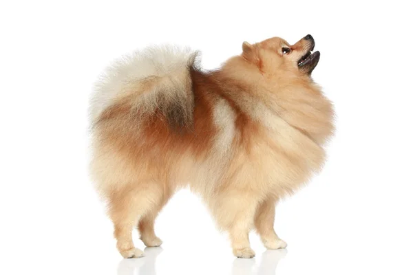 Pomeranian Spitz dog — Stock Photo, Image