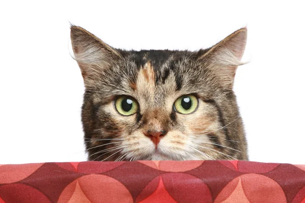 Кота, выглядывающего из корзины — стоковое фото
