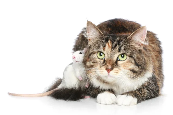 Kedi ve fare beyaz bir arka plan üzerinde dinlenme — Stok fotoğraf