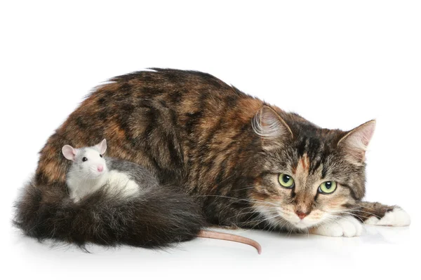 Kat en rat rusten op een witte achtergrond — Stockfoto